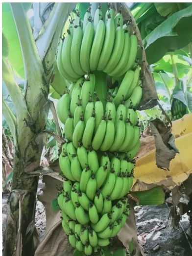 Banana Plant